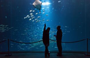 Tauchen Sie ab in die tiefblauen Unterwasserwelten